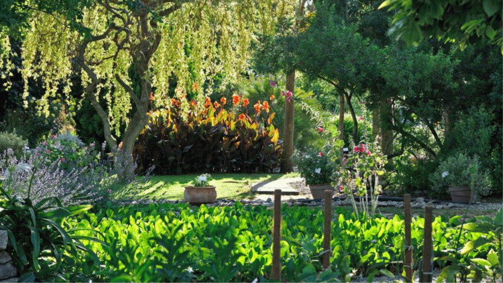 le jardin aux plantes parfumees de limoux