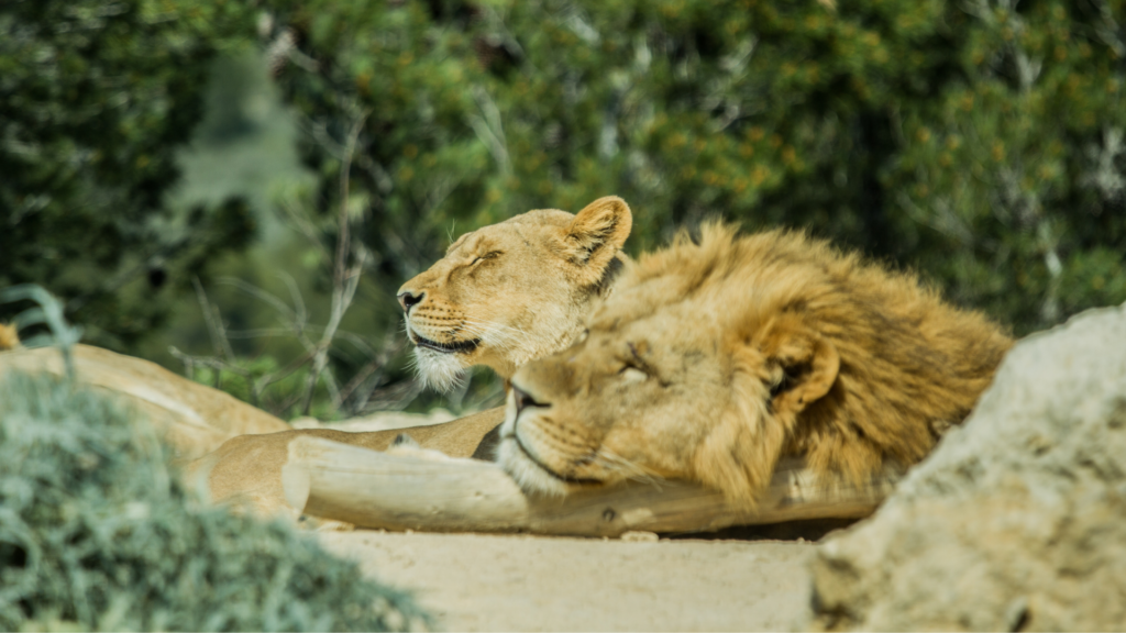 reserve africaine de sigean