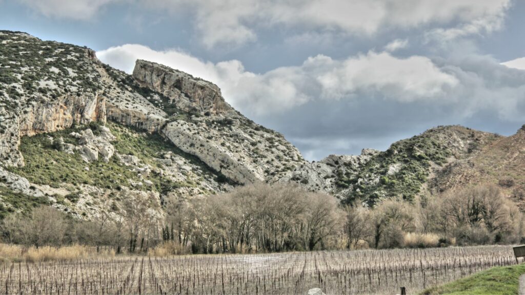 vignes corbieres