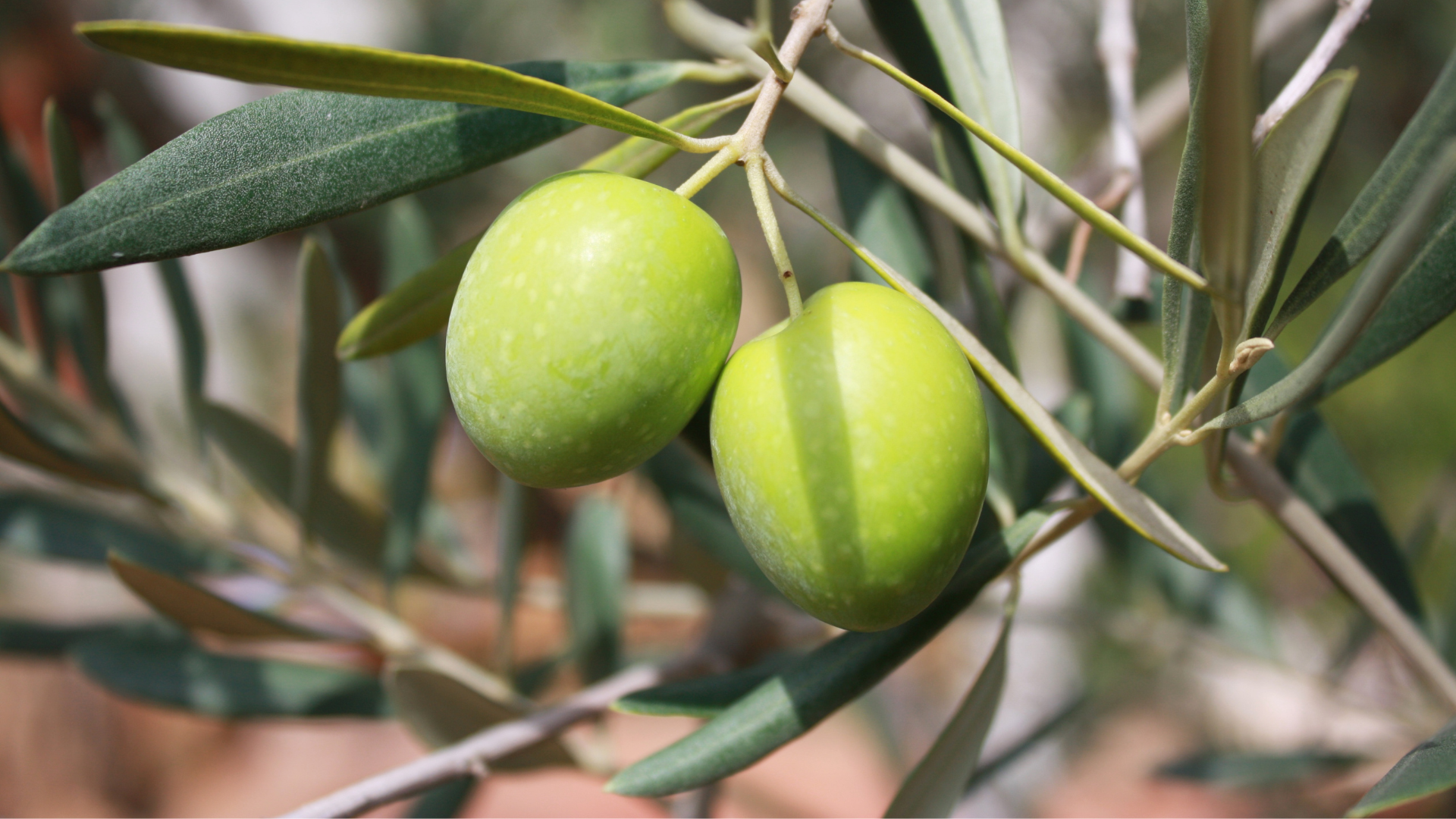 La diversit&eacute; des vari&eacute;t&eacute;s d'olives de l'Aude